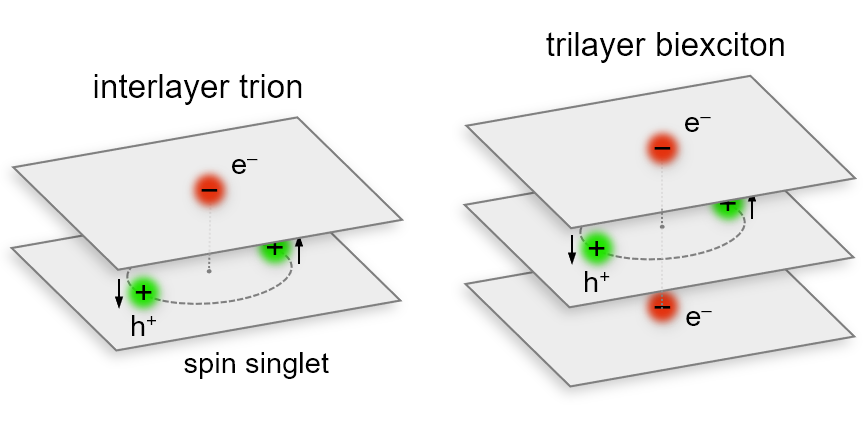 Interlayer trions and trilayer biexcitons